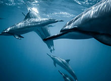 九游体育-【直播】Sask看15.18版本：设计师会玩游戏我吃，现场直播吃五斤